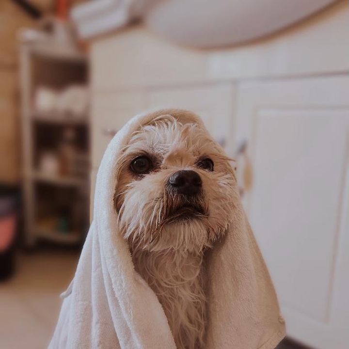 Cachorro enrolado na toalha depois do banho